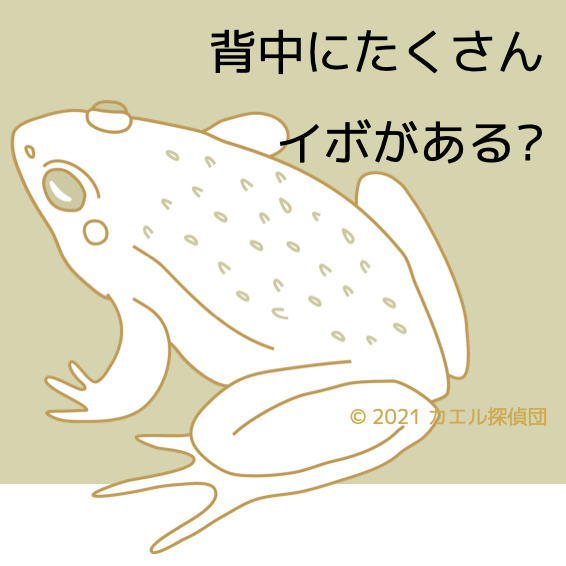 Sakishima q08