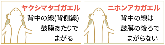 YakushimaComment04