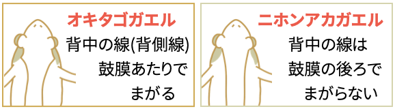 OkiComment01