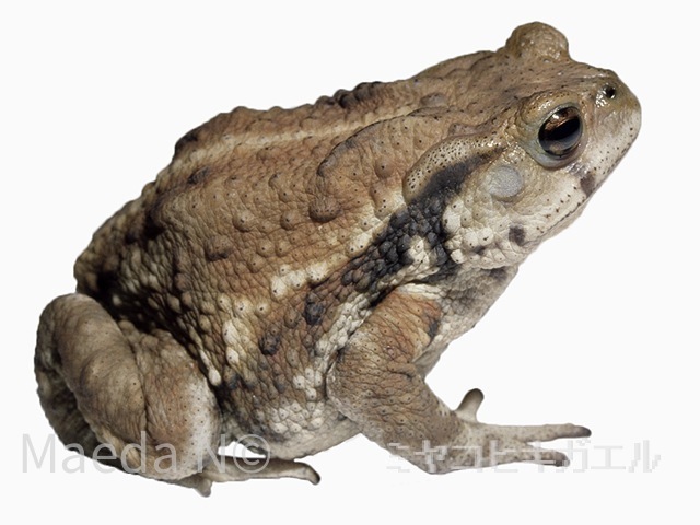 Bufo gargarizans miyakonis