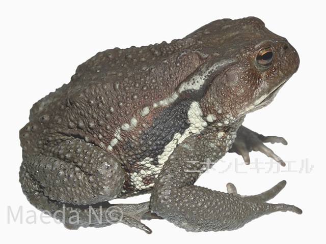 Bufo japonicus japonicus