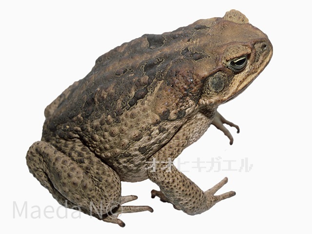 Bufo marinus