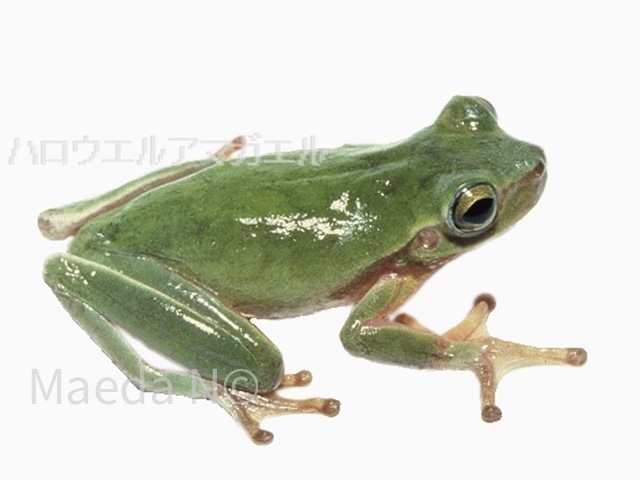 Hyla hallowellii