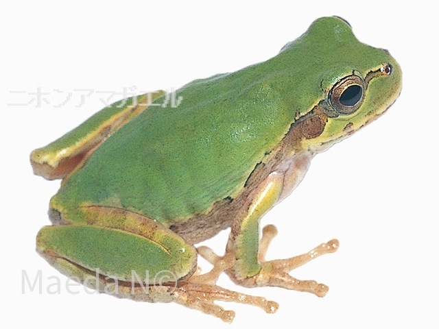 Hyla japonica