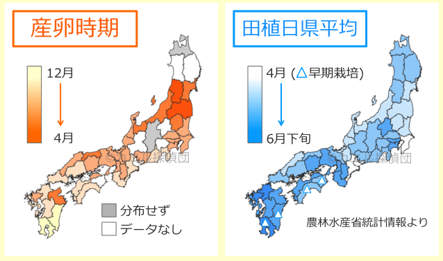 matsushima fig1