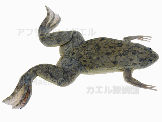 Xenopus la01