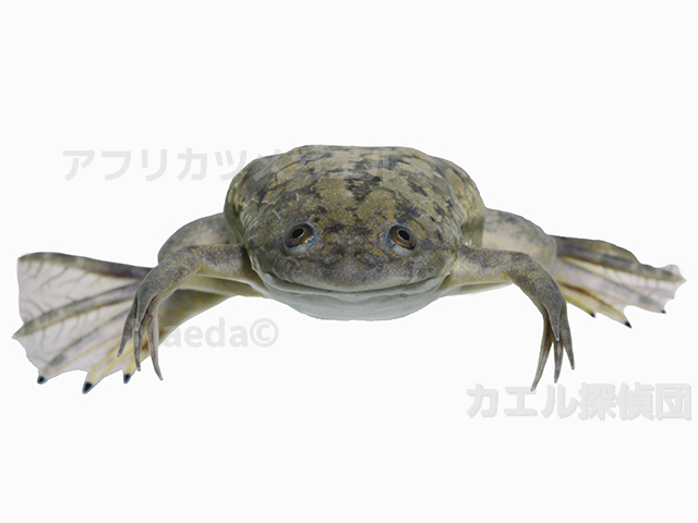 Xenopus la02